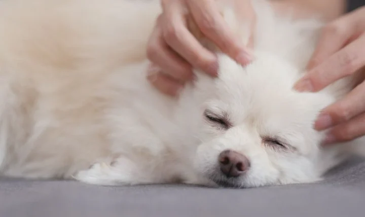 狗狗氣管塌陷症狀