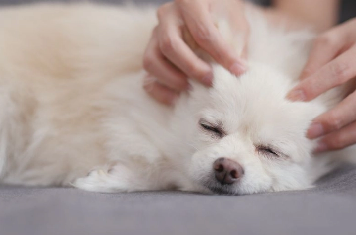 狗狗氣管塌陷症狀全解析：從早期警訊到日常照護指南