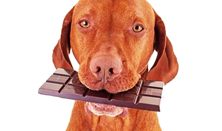 狗狗吃巧克力會怎樣