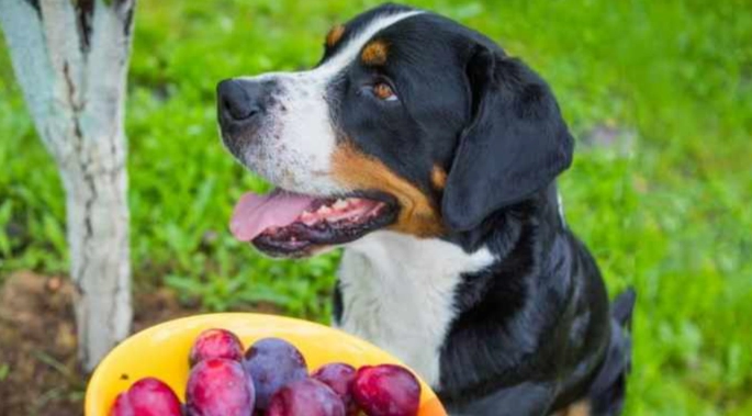 狗可以吃李子嗎