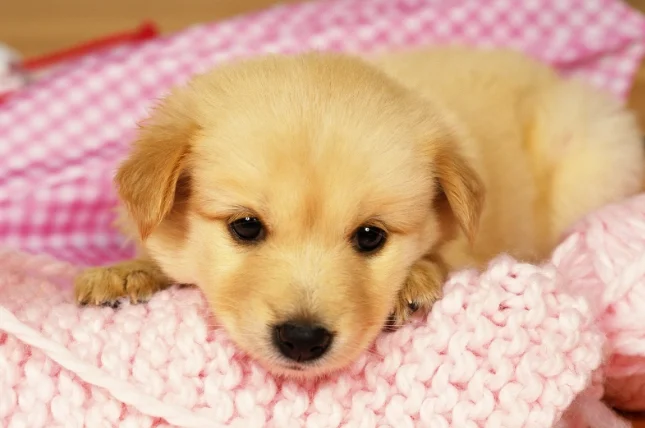 狗狗大便有黃色黏液