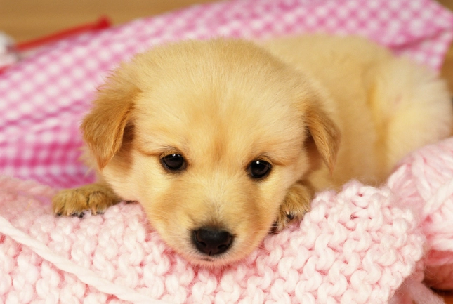 狗狗大便有黃色黏液：原因、症狀與處理全指南