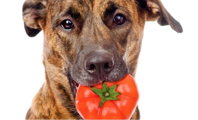狗能吃小番茄嗎