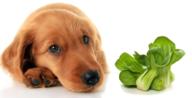對狗狗皮膚好的蔬菜