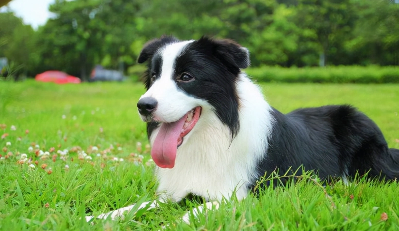 狗狗沒精神怎麼辦？原因、症狀與解決方法全攻略