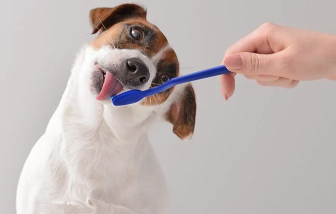 狗狗氣管塌陷原因