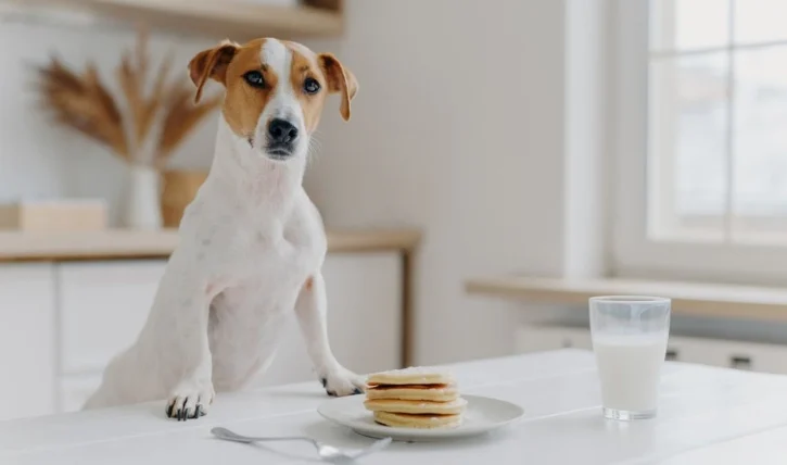 狗狗可以吃鬆餅嗎