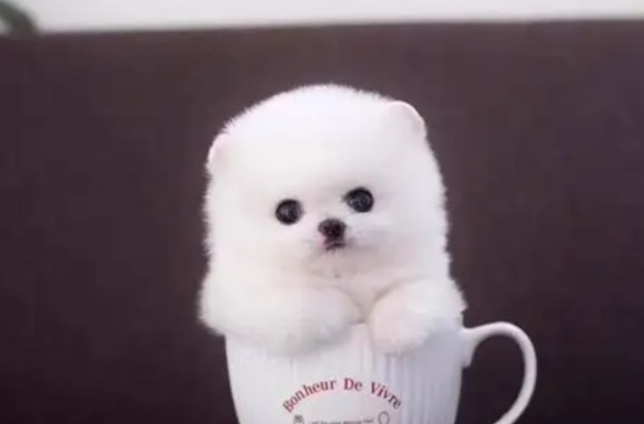 茶杯犬缺點