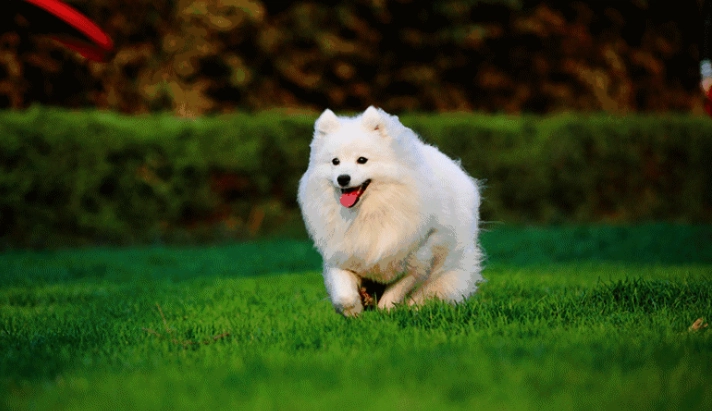 狗可以吃奇異果皮嗎