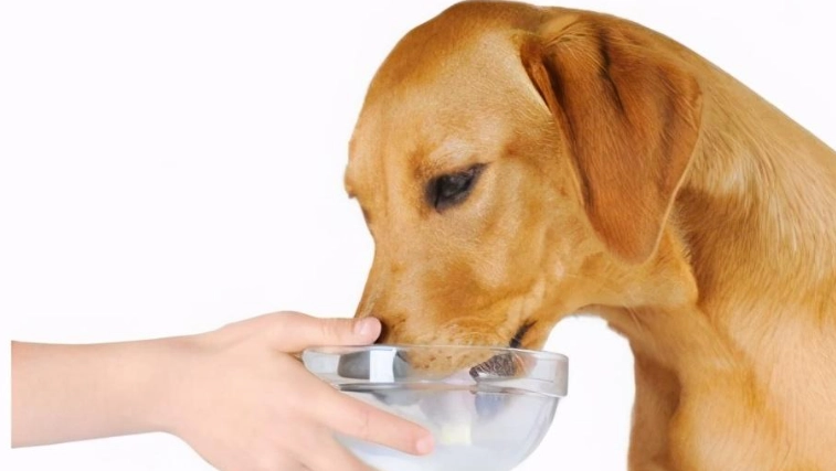 狗狗這樣吃最健康