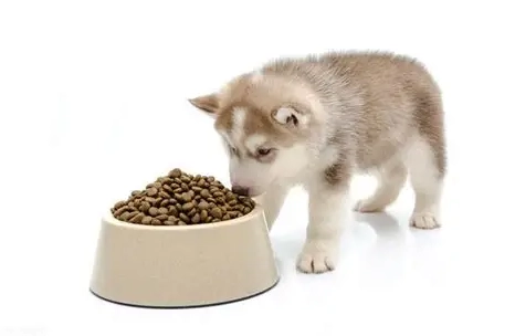 狗狗益生菌吃太多