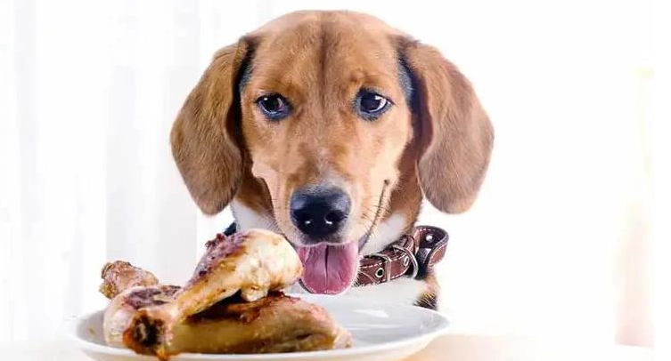 狗可以吃烏骨雞嗎