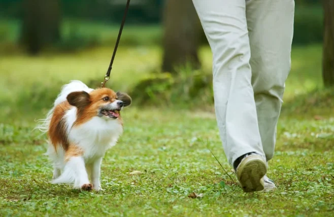 狗狗為什麼會吐黃水