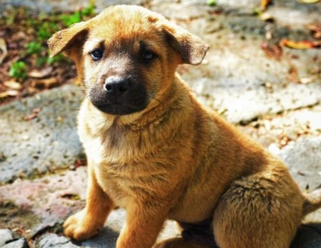 狗狗過敏藥全攻略：症狀診斷、用藥選擇與居家照護必備指南