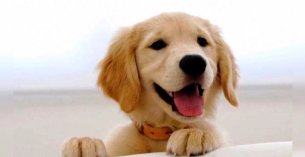 被狗抓傷會得狂犬病嗎