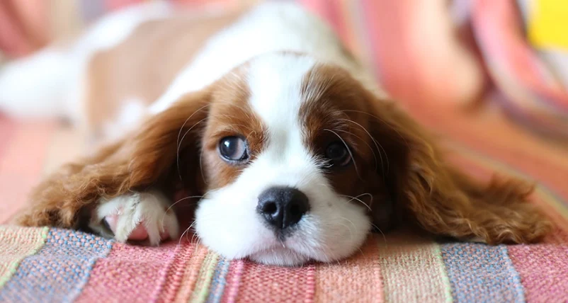 如何讓狗狗開心