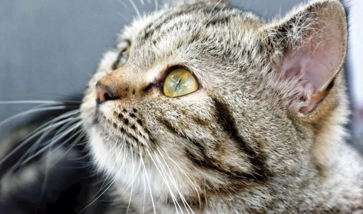 貓拔牙後不吃不喝