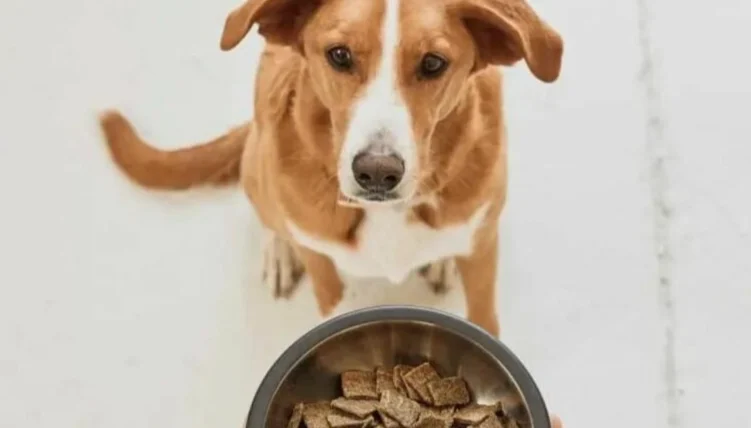 狗狗拉肚子原因