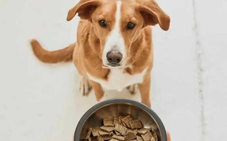 狗狗拉肚子原因全解析：常見病因、症狀判斷與居家處理指南