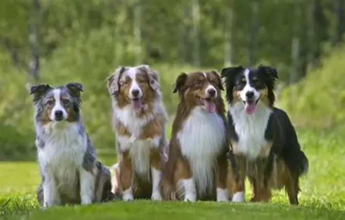 迷你澳洲牧羊犬