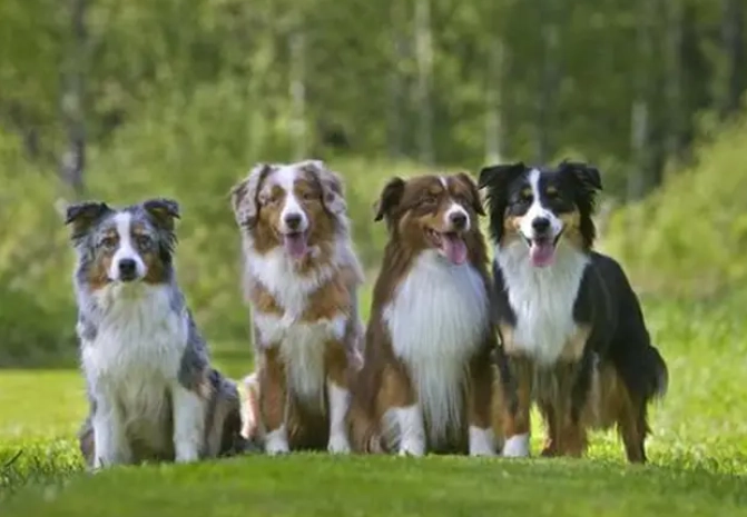 迷你澳洲牧羊犬完整指南：飼養、性格、健康問題一次看懂