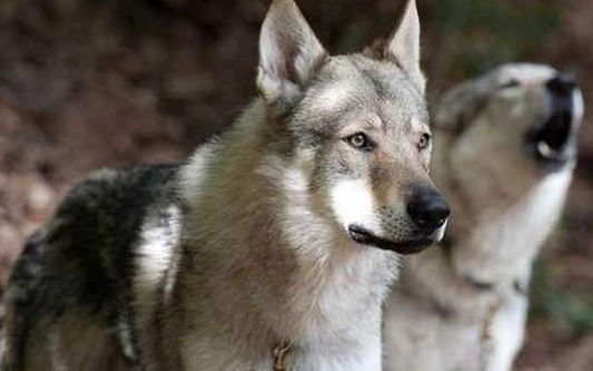 狗狗轉圈圈咬尾巴