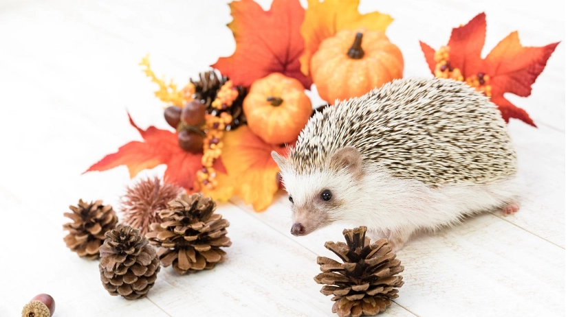 養刺蝟缺點全攻略：飼主親身經驗談與避坑指南
