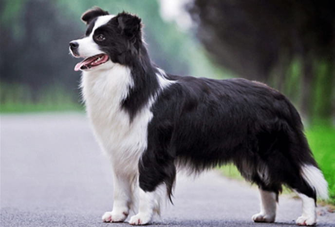 牧羊犬智商全解析：從排名到訓練技巧一次看懂