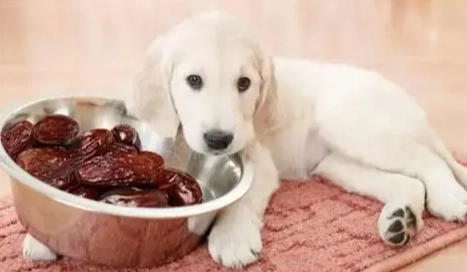 狗可以吃紅棗嗎
