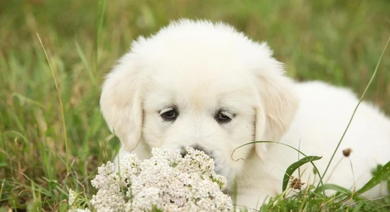 狗狗可以吃豆花嗎