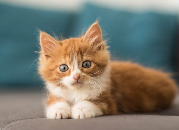 貓血糖曲線全攻略：監測、解讀與糖尿病管理指南