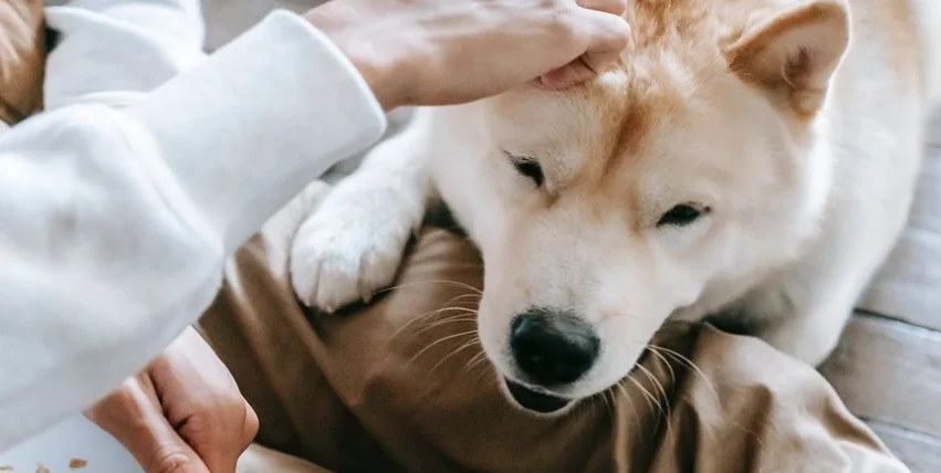 為何獸醫不推薦牛皮骨