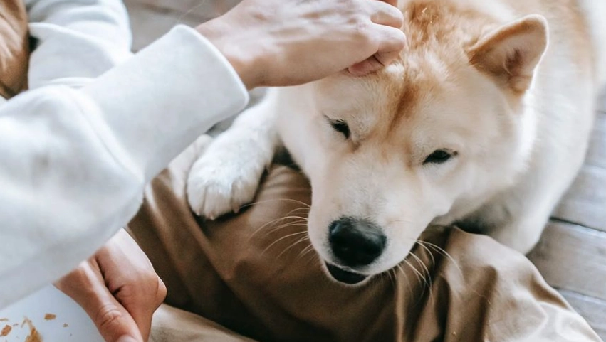 獸醫不推薦牛皮骨？5大風險解析與安全替代方案