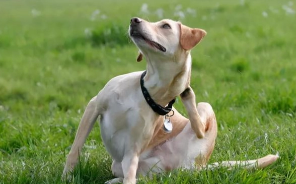 如何跟狗狗親近