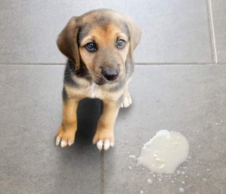 狗狗吐咖啡色液體