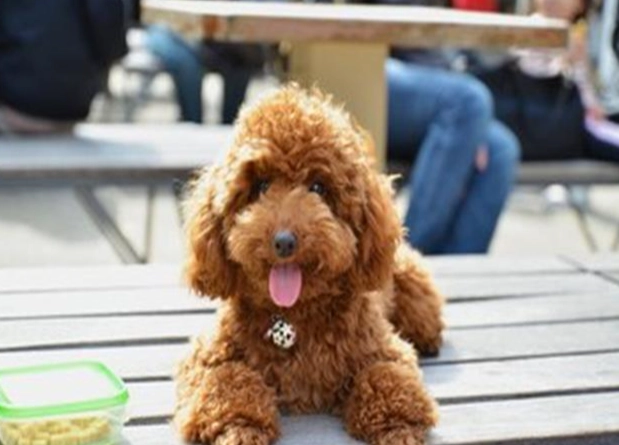 玩具貴賓壽命全攻略：平均壽命、關鍵因素與延長秘訣