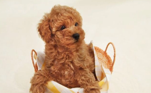 玩具貴賓四個月體重