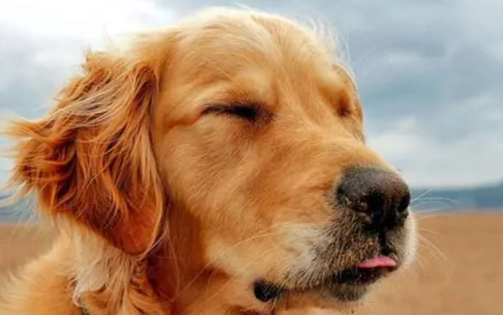 狗狗感冒咳嗽怎麼辦？完整指南與居家護理方法