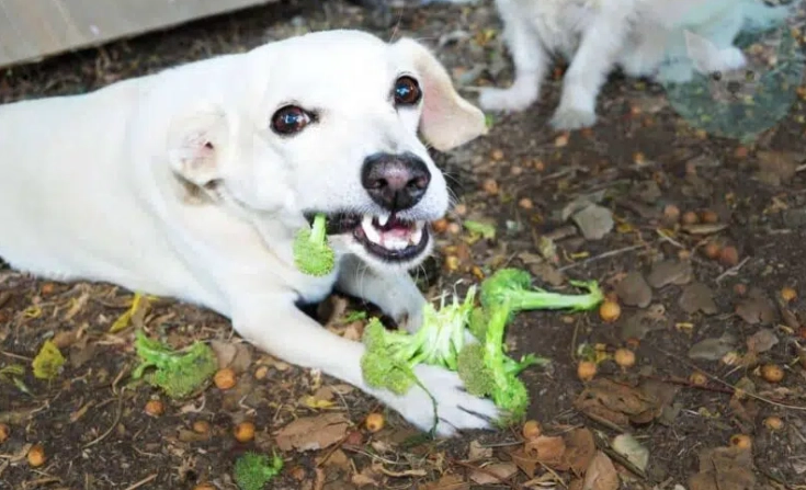 老狗補鈣推薦：資深獸醫與寵物家長的精選指南，解決關節與骨骼問題