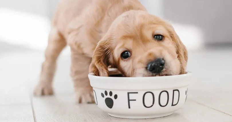 幼犬益生菌推薦