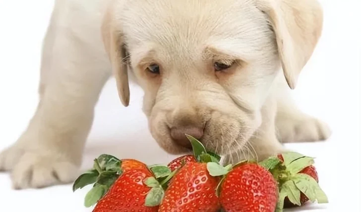 狗狗可以吃什麼人的食物