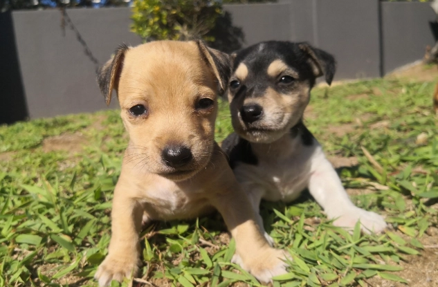 狗狗拔牙後不吃不喝