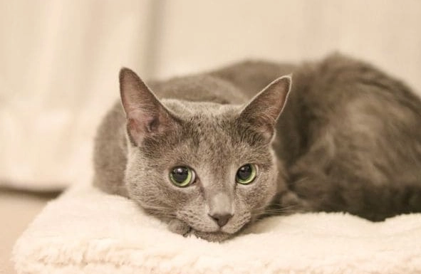 貓可以吃蝦米嗎