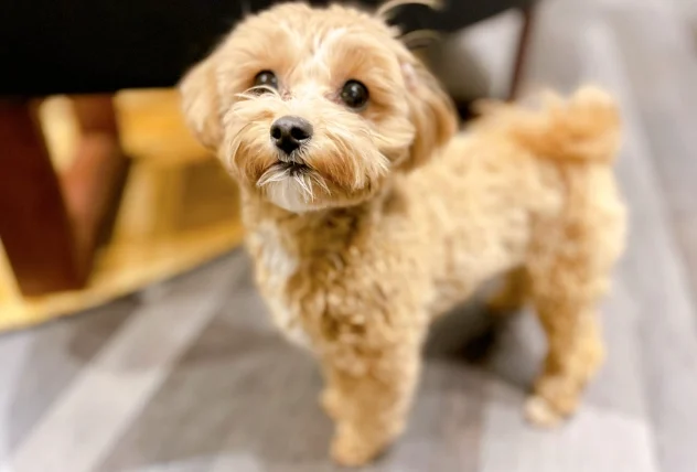 狗狗流口水食慾不振