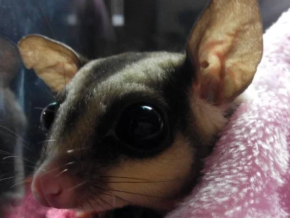 蜜袋鼯可以吃什麼水果