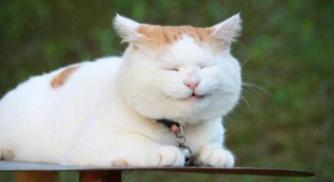 貓可以吃南瓜嗎