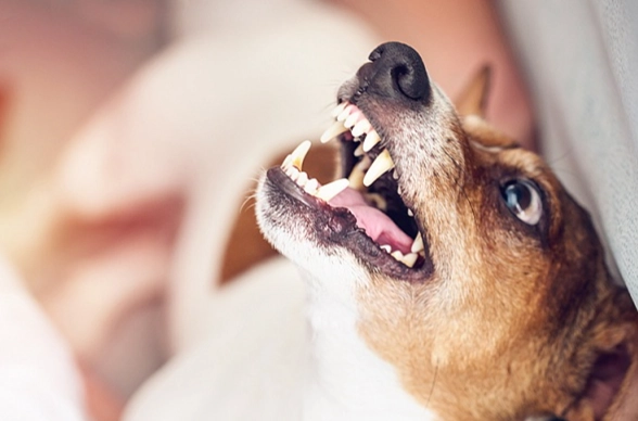 被狗咬打破傷風