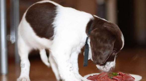 狗狗可以吃蝦嗎