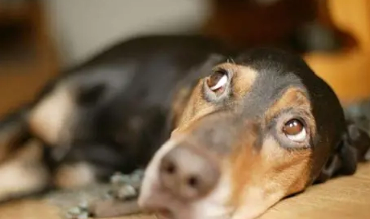 聞嗅技巧全攻略：提升生活品質的關鍵方法與訓練指南