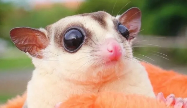 蜜袋鼯可以吃榴莲吗